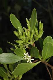 Image result for Lumnitzera racemosa