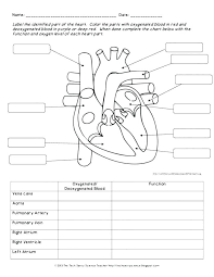 A Circulatory System Human Body Anatomy Science Video For Middle Life Worksheets For Preschool Alphabet Human Body Worksheets Heart Diagram Human Body Systems