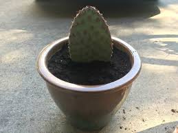How of cutting back a cactus answers like a bad joke. Rooting A Cactus Pad Thriftyfun