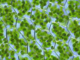 Over 271 plant cell microscope pictures to choose from, with no signup needed. Difference Between Plant And Animal Cells Cells As The Basic Units Of Life Siyavula