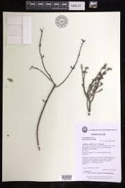 Image result for Euphorbia baylissii