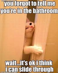 Pin Oleh Tenille Webber Di Furbabies Humor Kucing Semuanya Lucu Gambar Hewan Lucu