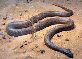 ruyada yilan gormek deadly animals poisonous animals dangerous animals