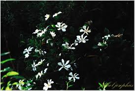 Image result for Gardenia transvenulosa