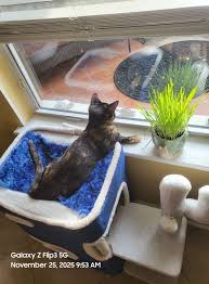 Image result for Chlorophytum amplexicaule