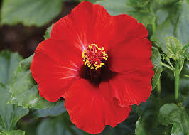 Image result for Hibiscus Red 2016 Vito