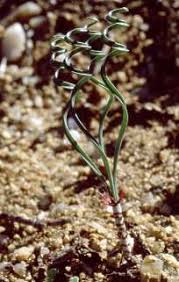 Image result for Gethyllis