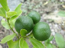 Boleh tanam dalam pasu saja. Cara Menanam Jeruk Nipis Dalam Pot Generatif