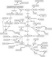 Digestive System Concept Map Digestive System Worksheet Digestive System Anatomy Basic Anatomy And Physiology