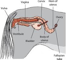 Apsc 451 Equine Production Reproductive System Of The Horse Flashcards Quizlet