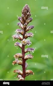 Image result for Orobanche