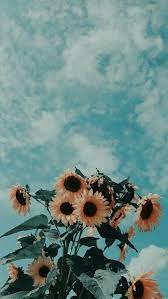 Multiple sizes available for all screen sizes. Pin By Natalia Rutkowska On Beautiful Flowers Aesthetic Iphone Wallpaper Sunflower Wallpaper Landscape Wallpaper