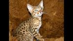 Windhaven Exotics – Cheetoh, Savannah and Ocicats