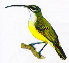 Ciri khas dari burung ciblek adalah adanya dua garis putih dan ekor panjangnya yang memiliki warna hitam dan putih. Pijantung Atau Cucuk Jantung Genus Arachnothera Atau Ences Burung Pemakan Madu