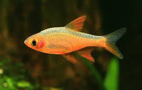 Pearly Rasbora