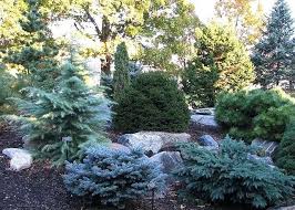 Conifer Garden Ideas Dwarf Conifers With Stone Conifer Garden Design Ideas Australia Conifers Garden Dwarf Conifers Landscape Trees