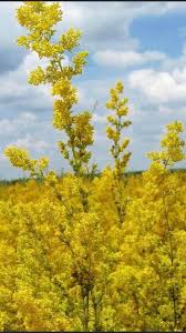 Ceaiul de flori de sânziene este un bun diuretic, are un ușor efect laxativ, antispastic și depurativ. Legenda Sanzienelor Florile De Sanziene Sunt Magice PoartÄ Soarele Verii In Ele Èi L DÄruiesc Celor Ce Au RÄbdarea Èi InÈelepciunea SÄ Le PriveascÄ Amestecat Cu Parfum Suav Dulce Èi InvÄluitor Aroma Florilor