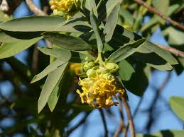 Image result for Gnidia goetzeana