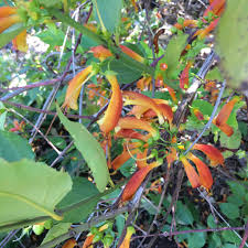 Image result for Halleria lucida