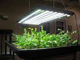 Lec grow lights or cmh lighting are revolutionary methods of growing cannabis indoors; Mythbusting Do You Really Need Grow Lights Horticulture
