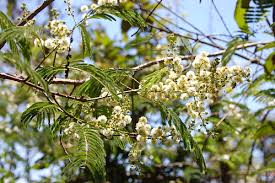 Image result for Brachystegia utilis × microphylla