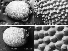 Image result for Hypoxis kilimanjarica