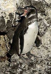 Galapagos penguins moult before breeding. Galapagos Penguin Wikipedia