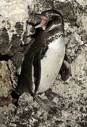 They stay in the area around the islands all their lives. Galapagos Penguin Wikipedia