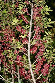 Image result for Myrsine