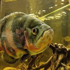 Oscar Fish Tiger And Albino Oscar Fish Tropical Fish Aquarium Tiger Oscar Fish