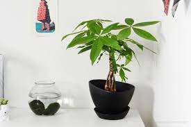 The Malabar Chestnut Pachira Aquatica Also Known As Money Tree This Common Indoor Plant Is Thankfully Non Toxi Plants Toxic Plants For Cats Trees To Plant