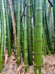 Image result for Bambusa balcooa