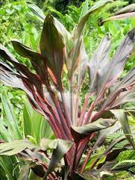 El Arish Tropical Exotics Lush Tropical Plants For Australia Best Landscaping Cordylines Part 1 Full Sun Cordy Tropical Plants Tropical Garden Design Plants