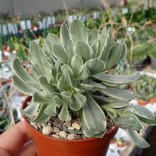 Image result for Crassula globularioides