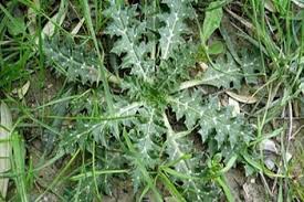 Hayat Mutfakta Otlarin Babasi Sevketi Bostan Otunun Faydalari Medicinal Plants Plants Herbal Medicine