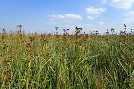 Image result for Cladium mariscus