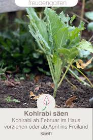 Kohlrabi Vorziehen Aussaat Und Anzucht So Gelingt Es Kohlrabi Pflanzen Gemuse Anpflanzen Gartenarbeit Fur Anfanger