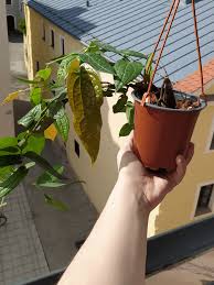 Image result for Cyphostemma lanigerum