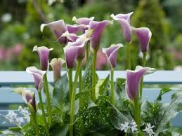 Wet soil loving plants for usda zone 1. Plants That Like Wet Soil Hgtv