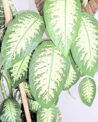 Image result for beautiful dieffenbachia