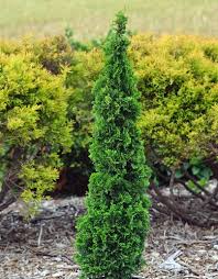 Degroot S Spire Cedar 6 5m X 2m Features A Rich Green Foliage That Takes On A Purpleish Cast In The Front Yard Landscaping Backyard Landscaping Back Gardens