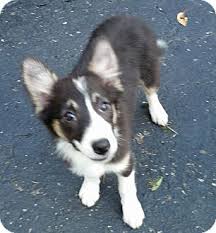 Akc sheltie puppies males and females. Columbus Oh Sheltie Shetland Sheepdog Meet Maggie Mae A Pet For Adoption