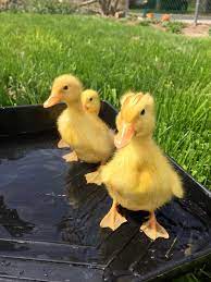 Raising Pekin Ducks Backyard Poultry