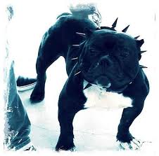 French bulldog information including personality, history, grooming, pictures, videos, and the akc breed standard. Bully Beast An English Bulldog Mixed With A Pitbull The Dog Not The Rapper Lol Bulldogge