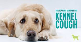 Does Your Dog Need The Kennel Cough Vaccine Dogs Naturally