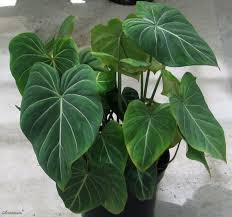 Philodendron Gloriosum Philodendron Plant Plants Leafy Plants
