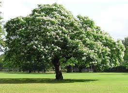 Image result for Catalpa