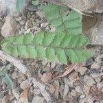 Image result for Adiantum incisum