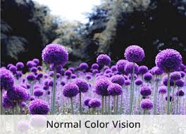What does it look like to be color blind. Types Of Color Blindness What Do Color Blind People See Enchroma Color Blind Glasses Enchroma