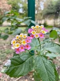 Image result for Lantana angolensis